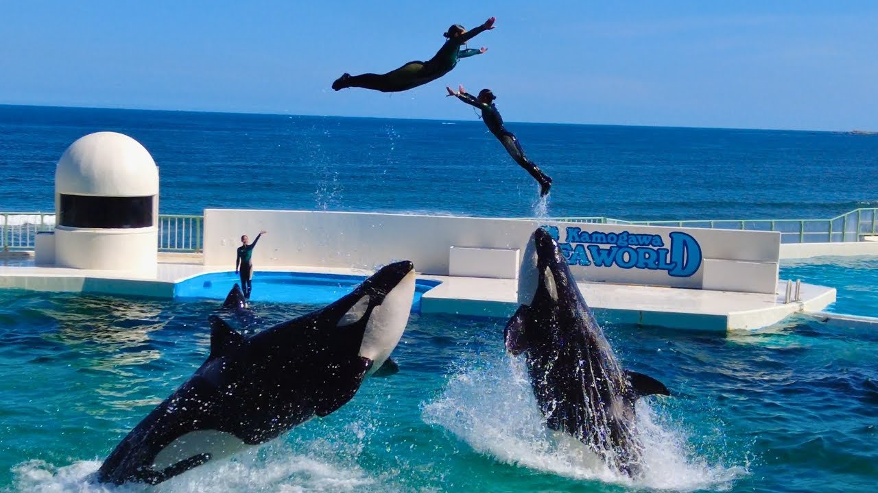 🐬 카모가와 씨월드 이미지 1